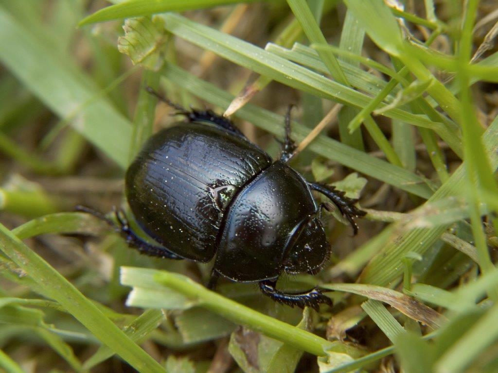 Black Beetle Sm(1) 